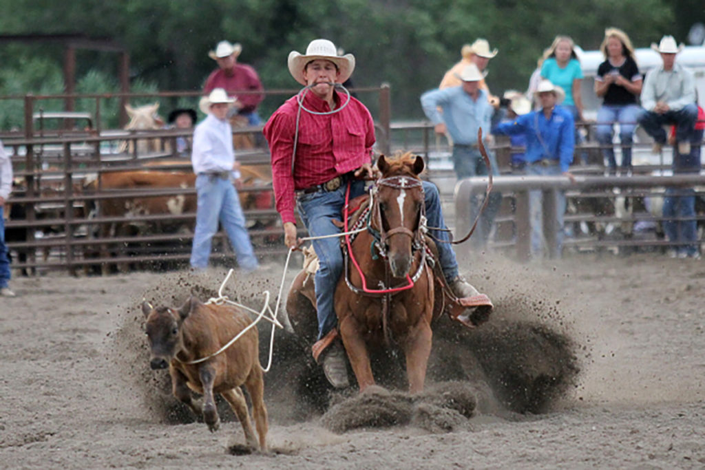 Calf roping, man in red shirt riding horse, catching calf