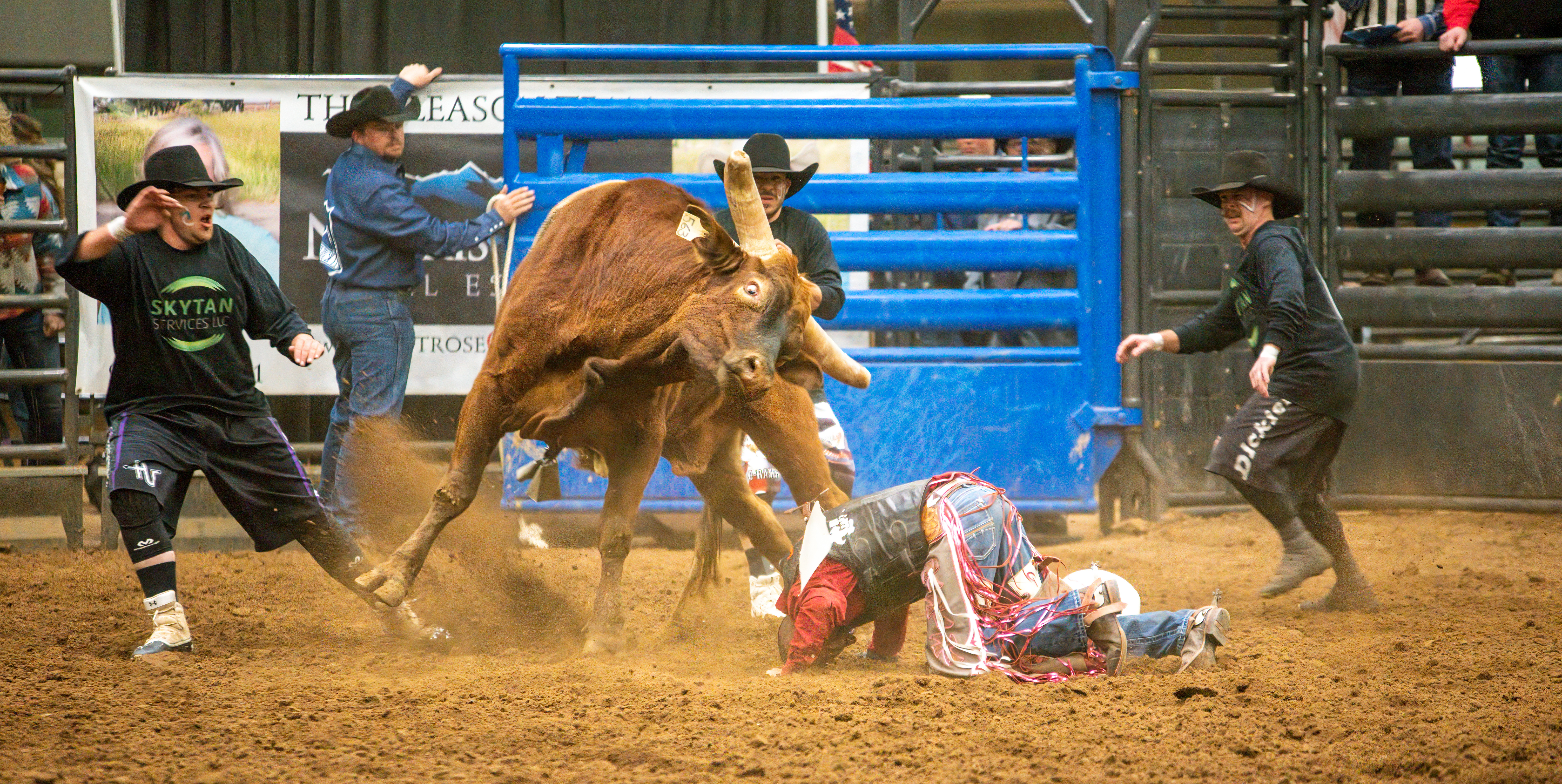 Photo of bull bucking man off, photo is used for the 404 page